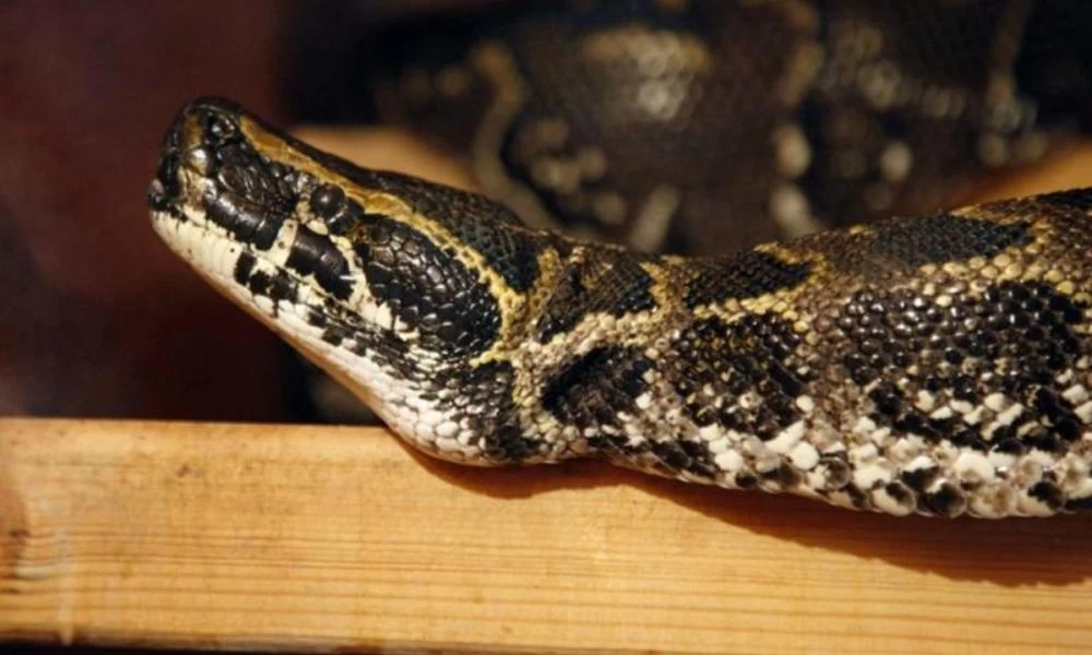 Τρίκαλα: Μητέρα είδε το φίδι να ανεβαίνει στο κρεβάτι του παιδιού της και δείτε τι ακολούθησε
